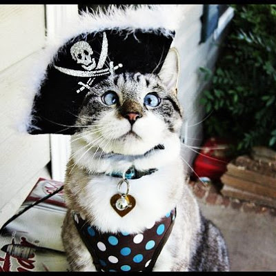 cross-eyed kitten cat halloween costume cute funny