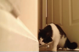 curious cat scaredy cats kitten door stop funny