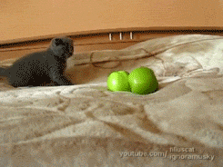 grey kitten fears green apples sacredy cat cute