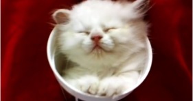 kitten sleeping in cup adorable cute kittens