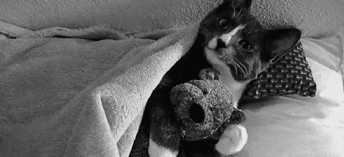 kitten teddy bear adorable hug cats