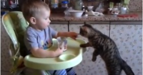 young kitten vs baby trains human cute cat baby food