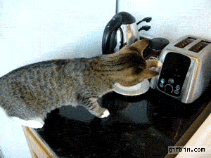 kitten vs toaster scaredy cats lol