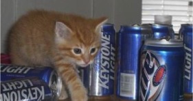 kitten drinks beer chug lol cat vs beer