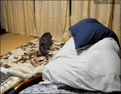 scared_cat-mattress monster nine lives kitten funny