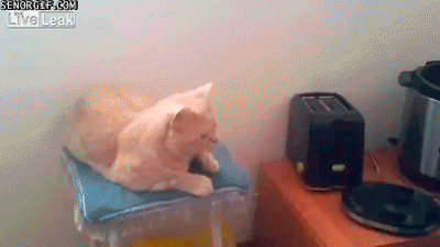 scaredy cats toaster attacks kitten lol