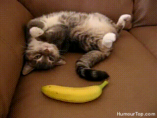 tumblr kitten vs banana scaredy cats lol