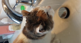 cat drinks from faucet