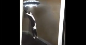 UFO kitty abduction stretchy cat