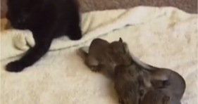 cat adopts baby squirrels cute adorable