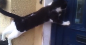 cat burglar jerk cats sneaky kitten