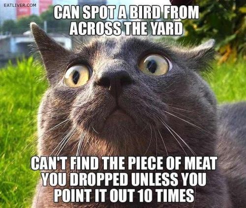 caturday cat logic lol funny cats meme