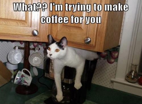 cats cat helping with coffee cup of joe
