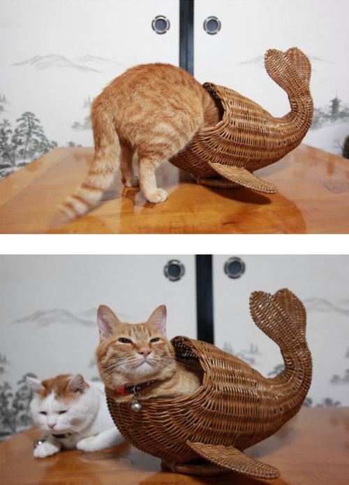 comfy curious cat whale basket kitten fits