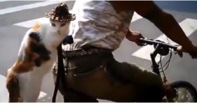 coolest cat in hat riding a bike cute lol