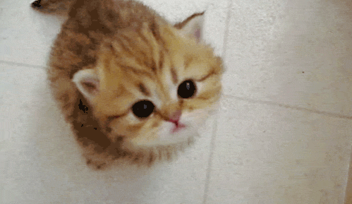 cutest kitten meowing meow kitty