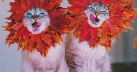 fall cats cute adorable kittens