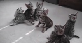 funny bengal kittens adorable cute lolcats
