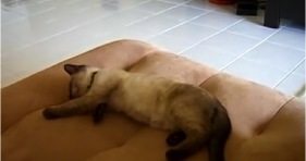 funny kitten relaxation cute ragdoll cat lol