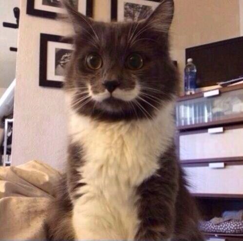 caturday hipster cat mustache kitty