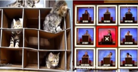hollywood squares kittens cats cute boxes kitty