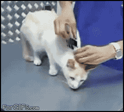how to turn off robot kitten cats kitty