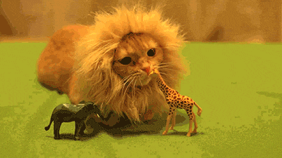 king of the jungle lion kitten