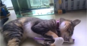 kitten loves toothbrush cute adorable lolcats