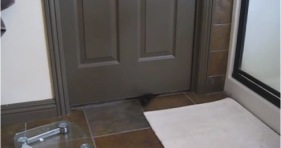 kitten opens door cute lolcats