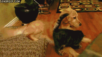 kitten vs golden retreiver cute