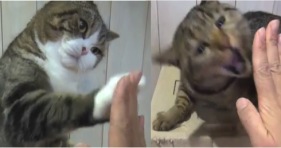 maru vs hana cat attacks high fives patty cake