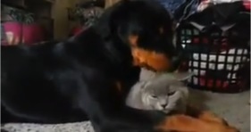 rottweiler loves cat adorable cute friendship
