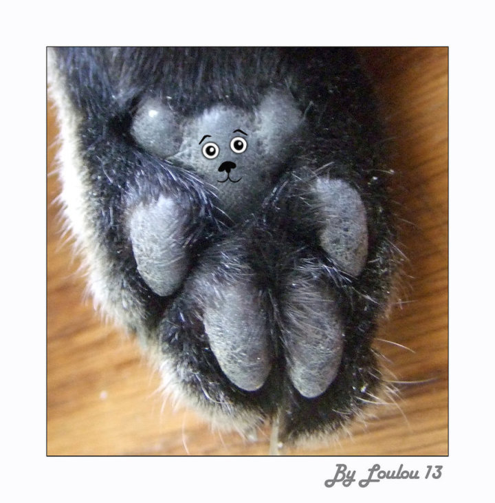 teddy_bear cat paws art adorable