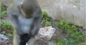 unlikely friendship monkey adopts kitten