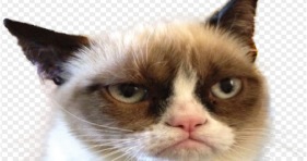 2015 grumpy cat funny meme
