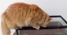 cat falls into fish tank