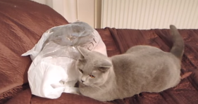 cat gets surprised by another cat in plastic bag