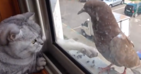 cat can't reach pigeon