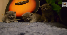 synchronized sleepy kittens