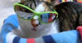 sunglasses cat wearing sunglasses