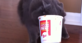 cat gets his head stuck in chili bowl