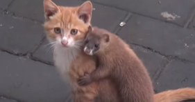 cat and ferret are best friends