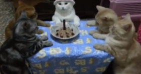 cat and five friends birthday party