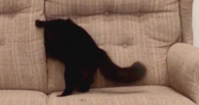 cat magician disappears into couch