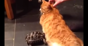 tortoise hates cat turtle