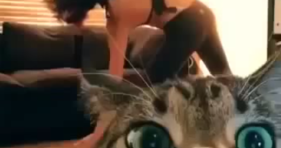 cat ruins yoga video