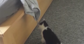 kitten gets scared by shorts