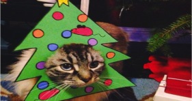 adorable christmas tree kitties holiday cats
