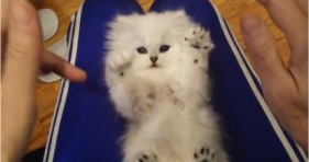 adorable fluffy kitten getting tickled