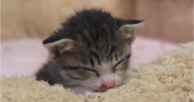 adorable new born kitty cute cats